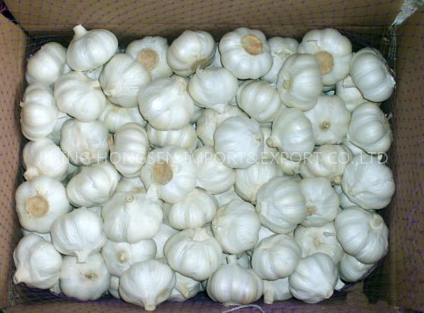 Fresh White Garlic