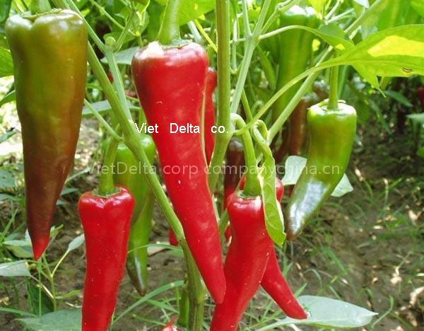 Fresh Chili