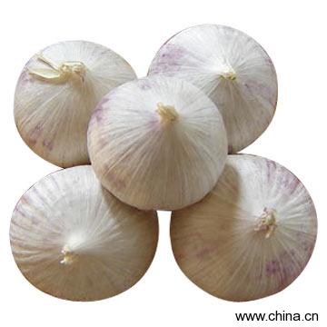 Single Clove Garlics
