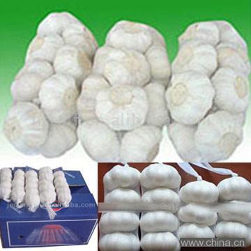Garlic