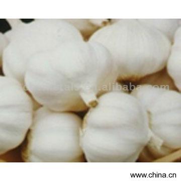 Fresh Garlic