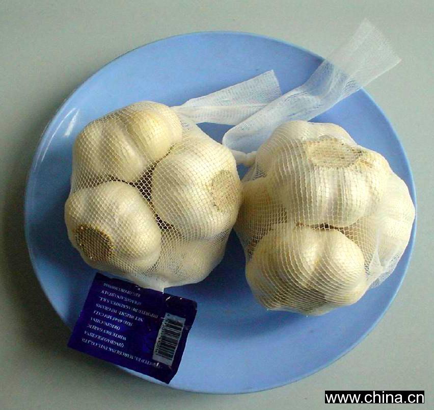 Garlic