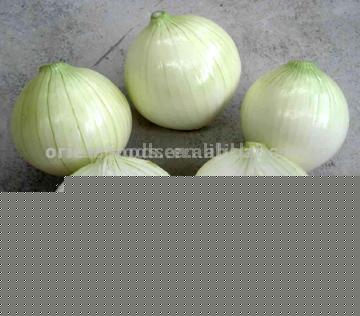 Fresh Onion