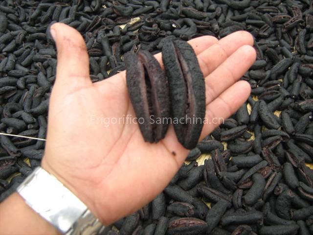 Dry Sea Cucumber