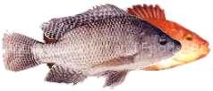 tilapia