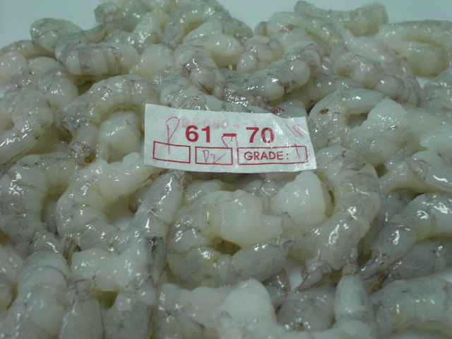 Vietnam White, Pink & Cat Tiger Shrimps