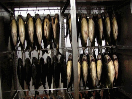 Argentina Pacu - Argentinian River Fish