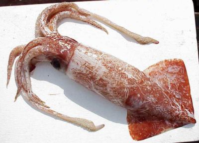 Russian Federation Frozen Squid Tube, Tentacles, Fillet, Stuffing