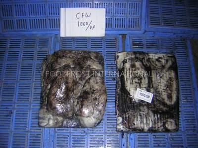 FROZEN HOOK CAUGHT CUTTLEFISH WHOLE