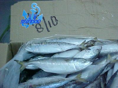 frozen indian mackerel