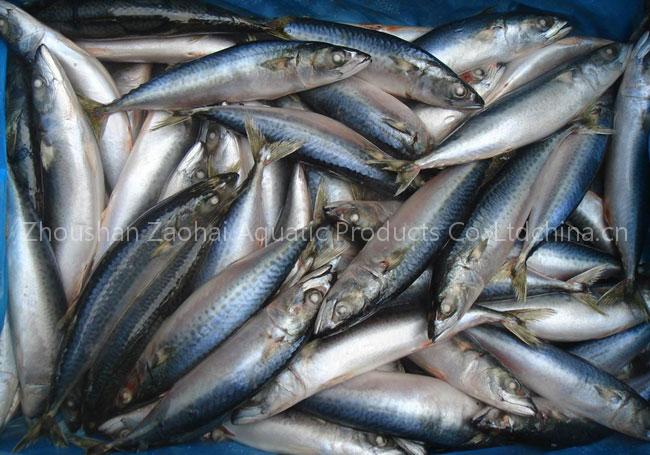 mackerel whole round