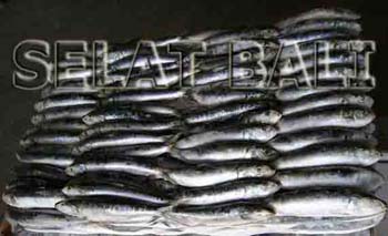 Frozen Sardine (Sardinella Longiceps)