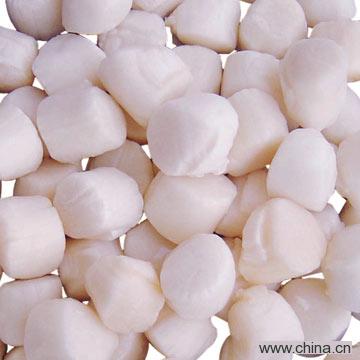 Scallop Meat