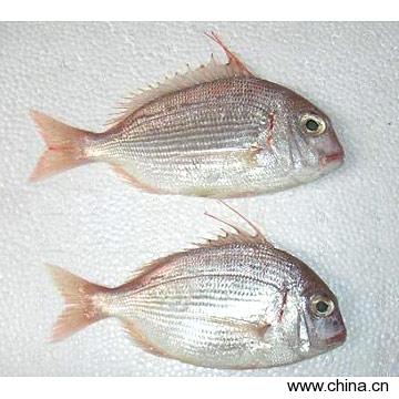 Red Porgy