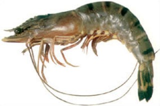 South Korea Black Tiger Shrimp