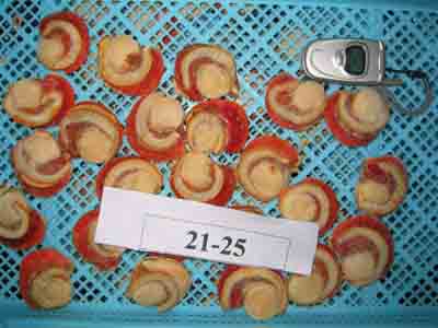 China (Mainland) IQF Scallop