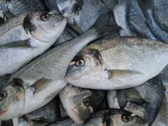 Turkey Sea Bream