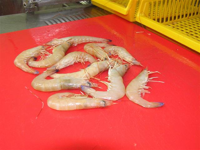 Australia Australian Endeavour Prawns