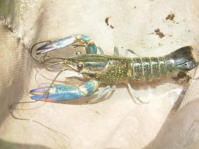 Indonesia Lobster - Freshwater
