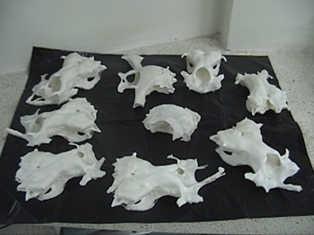 Ecuador Shark Head Bone