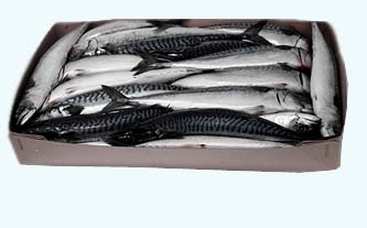 United States Atlantic Mackrele (Scromber Scrombrus)