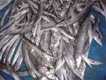India Ribbonfish