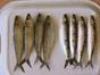 Frozen Sardine (Indonesia)