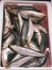 Frozen And Canned Sardine (Morocco)