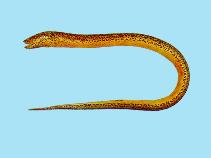 Indonesia Frozen Eel Fish
