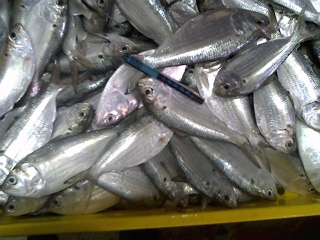 Pakistan Frozen Fish