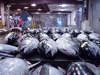 Maldives Yellow Fin Tuna
