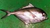 Pomfrets (brama Australis) (United Kingdom)