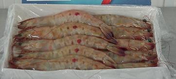 Venezuela Shrimps