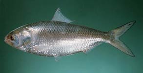 Singapore Hilsa 500/800 Grams