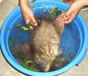 Indonesia Gurami Fish