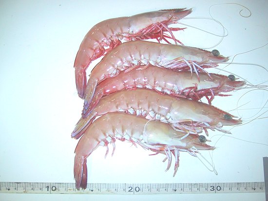 Australia Sell King Prawn, Lobster And Crabs