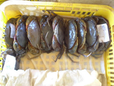 Indonesia Soft Crab Shell