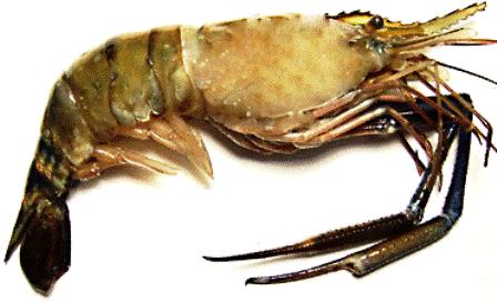 Bangladesh Fresh Water Shrimps
