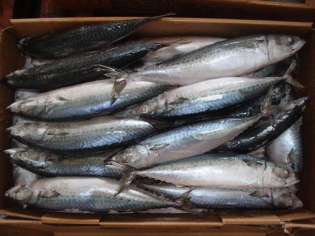 Taiwan Frozen Blue Mackerel