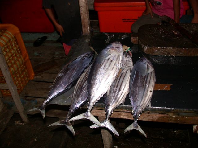 Indonesia Frozen Skipjack Tuna