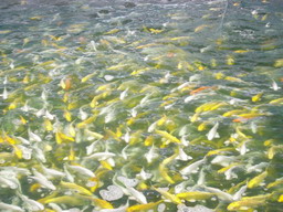 Singapore Koi Gold Gold Fish