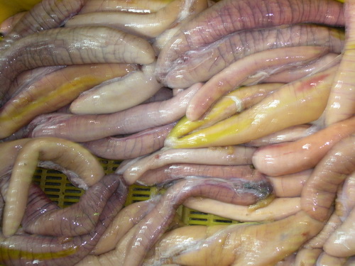 Malaysia Tuna Roe