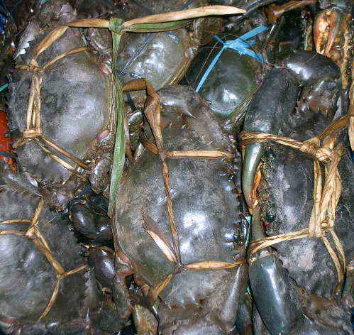 Indonesia Live Mud Crab