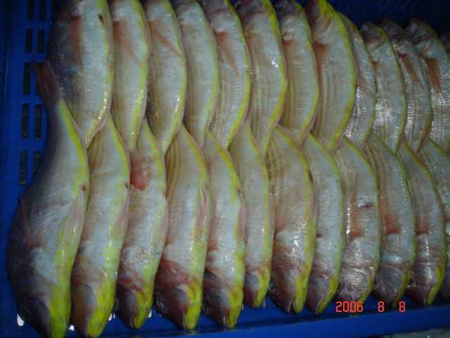 India Japanese Thread Fin Bream