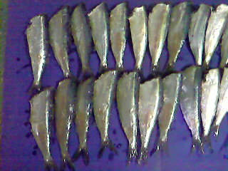 Vietnam Frozen Sprat