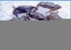 Soft Shell Crab (Thailand)