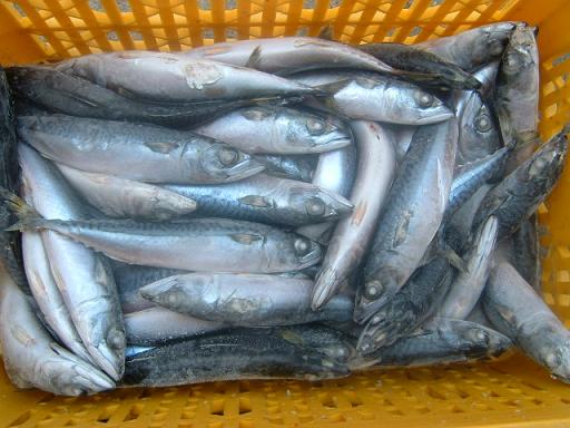 Indonesia Mackerel