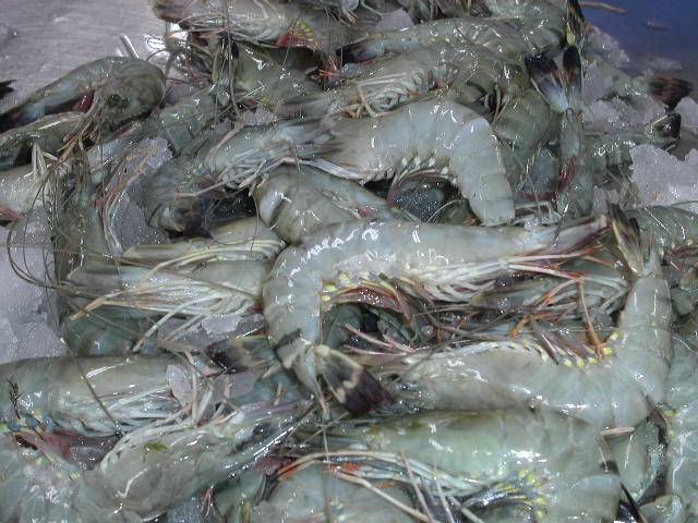 Indonesia Frozen Shrimp