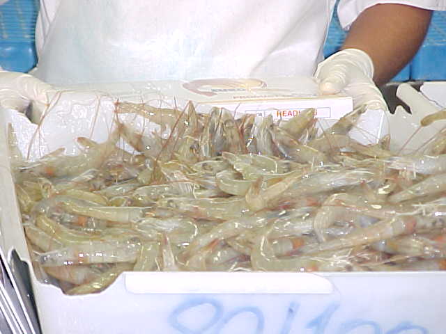 Brazil Penaeus Vanammei Shrimp From Brazil