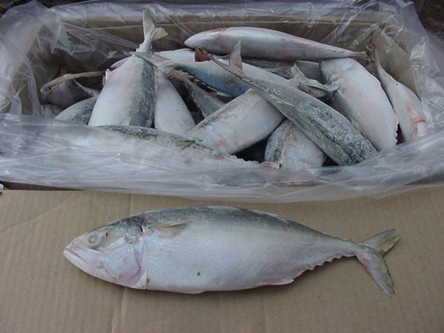 Pakistan Frozen Indian Mackerel And Frozen Indian Mackerel
